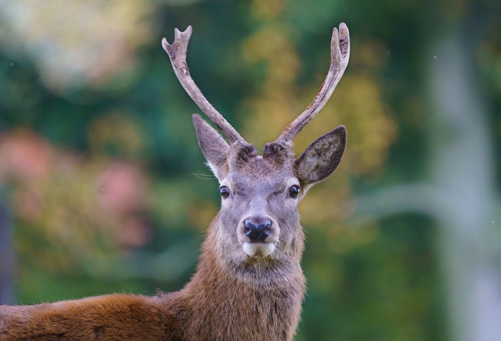 brown deer in tilt shift lens