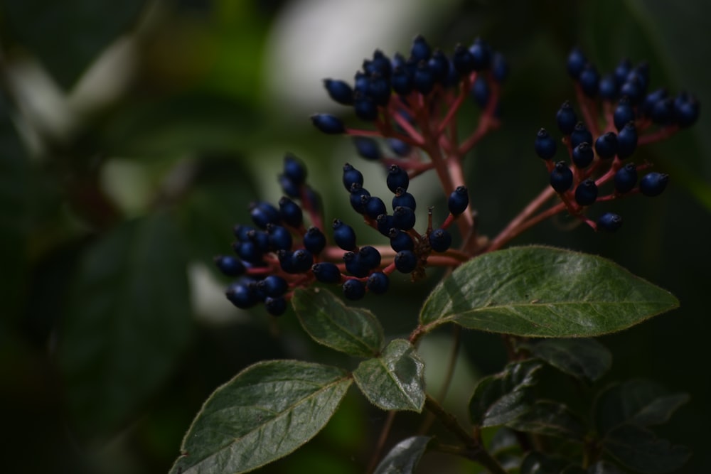 red and black round fruits