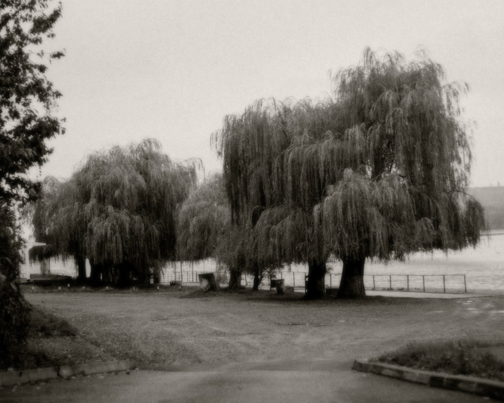 grayscale photo of trees and grass