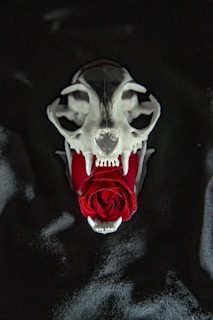 A dark, moody image featuring a rose intertwined with an animal skull, symbolizing the band's aesthetic.