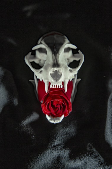 A dark, moody image featuring a rose intertwined with an animal skull, symbolizing the band's aesthetic.