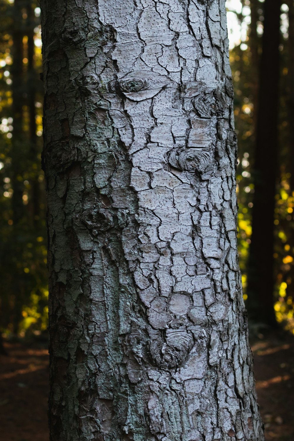 grey tree trunk during daytime