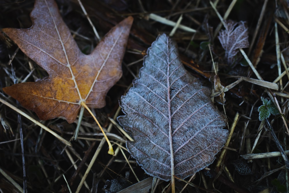 green and brown leaf plant