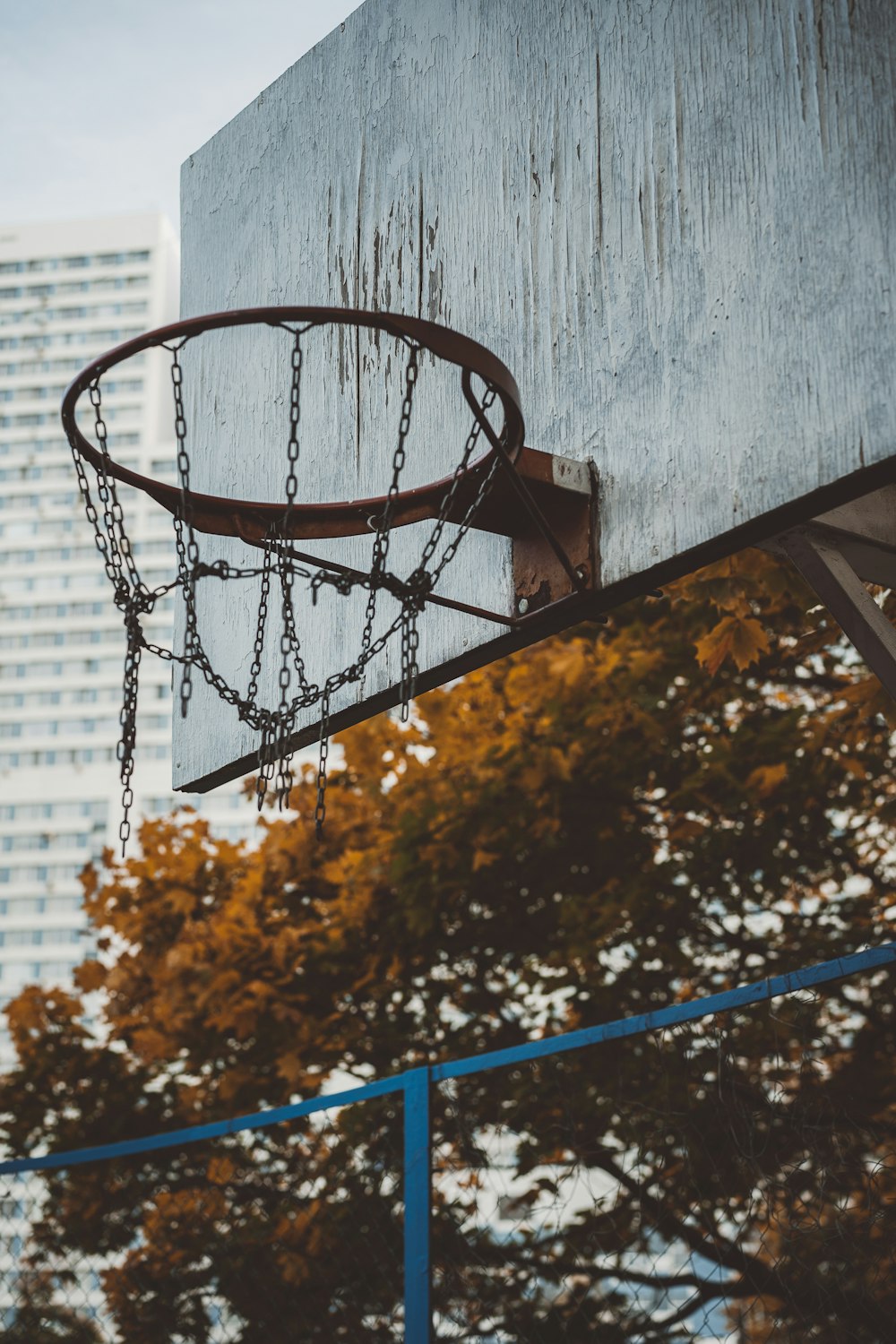 basketball hoop near brown tree during daytime