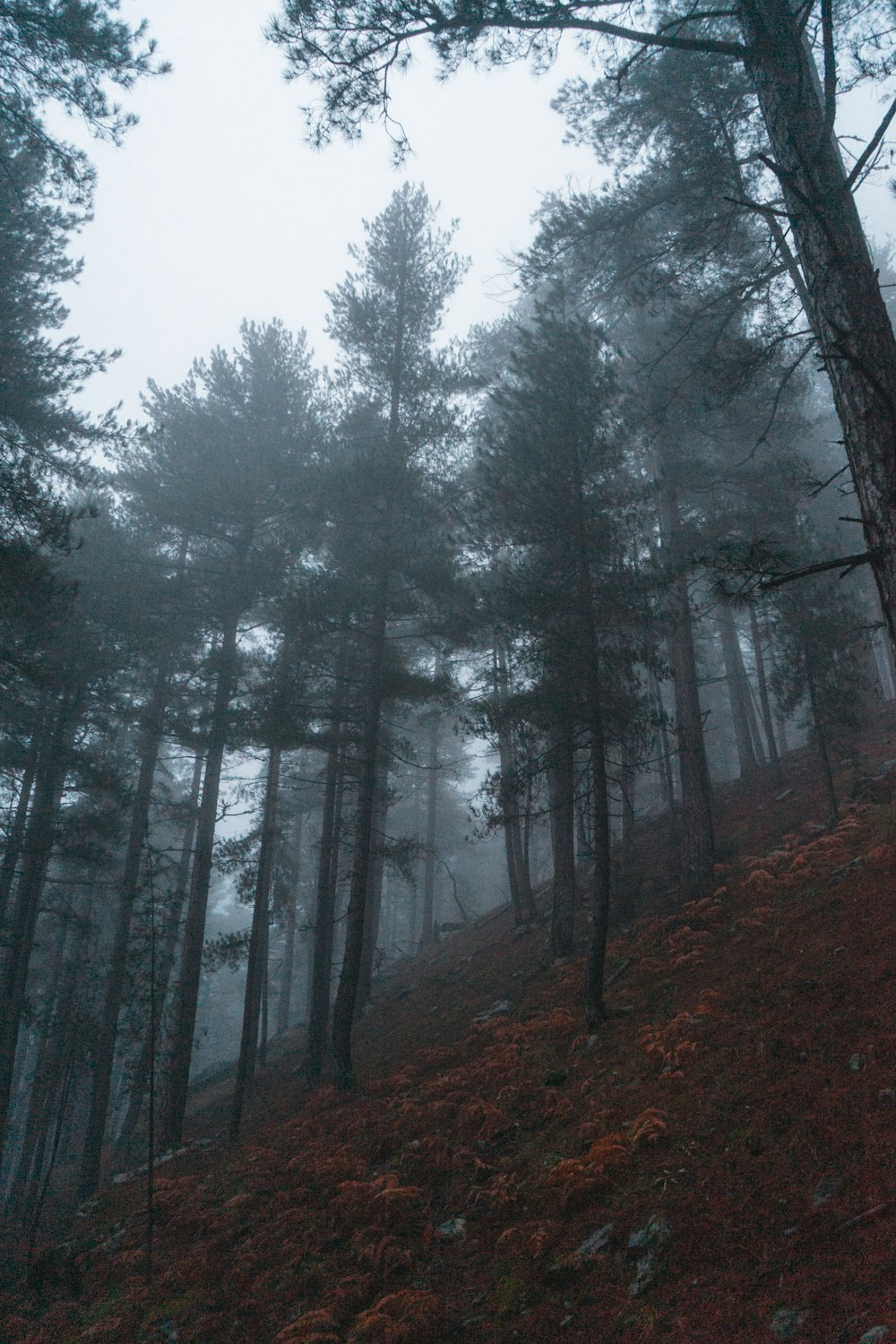 green trees on brown soil