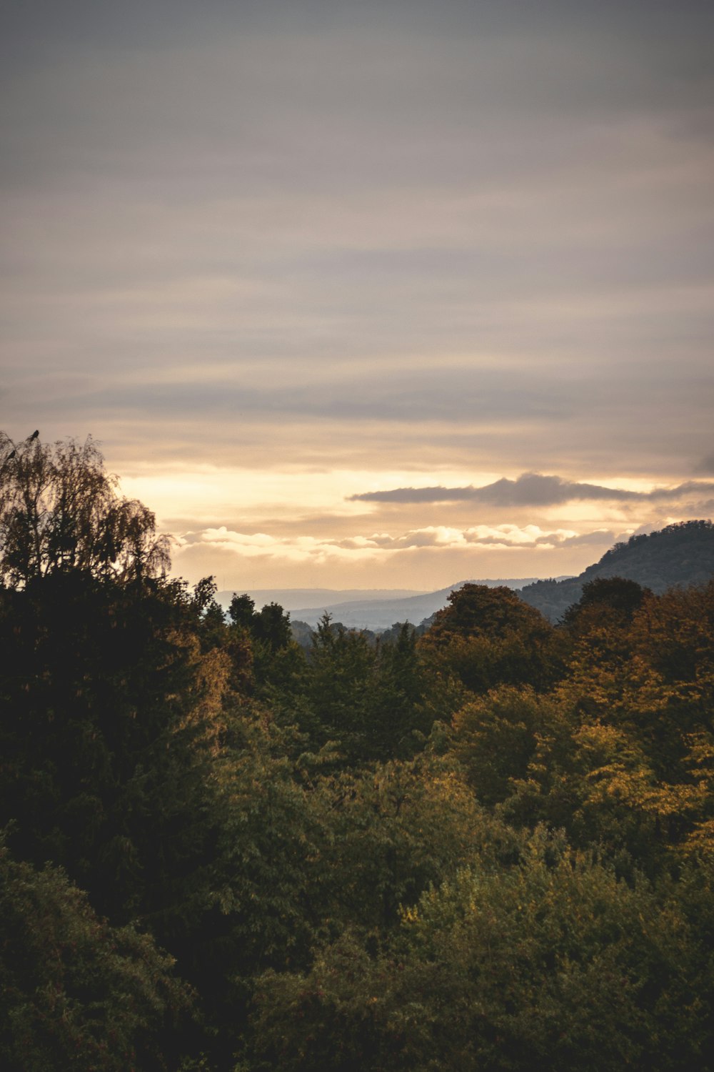 green trees on mountain during sunset