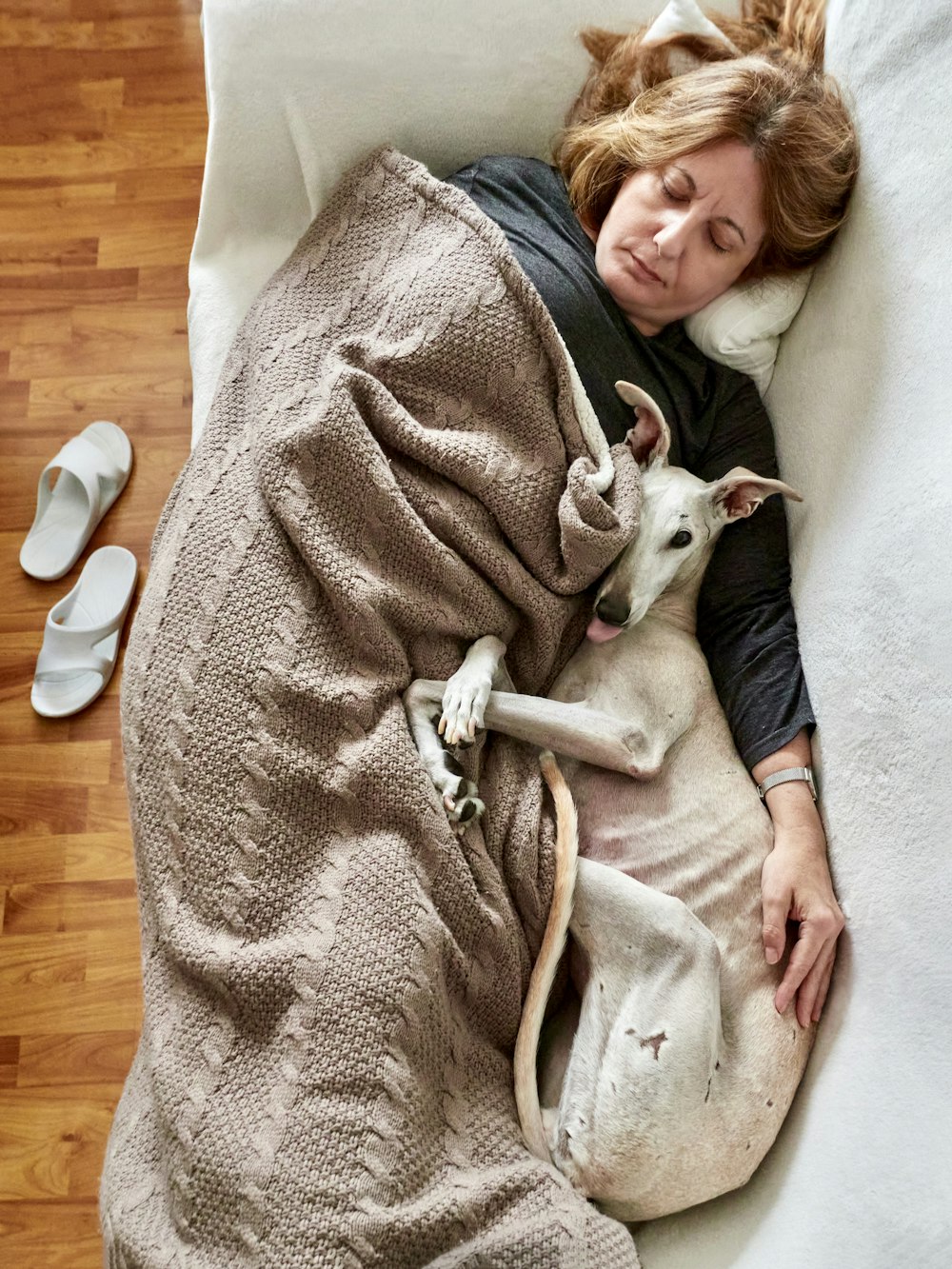 white short coated small sized dog on woman in gray sweater