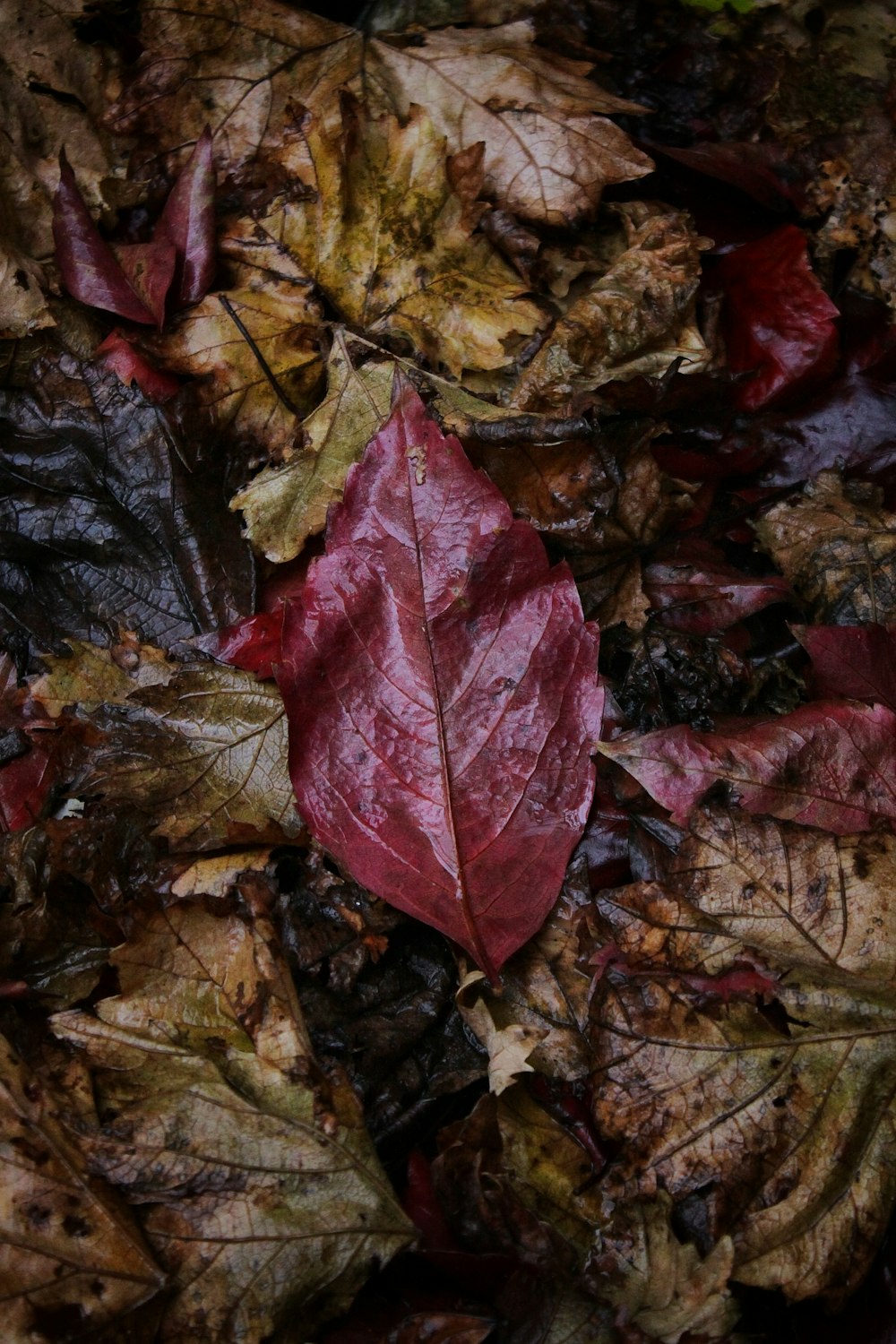 red and green leaves on ground