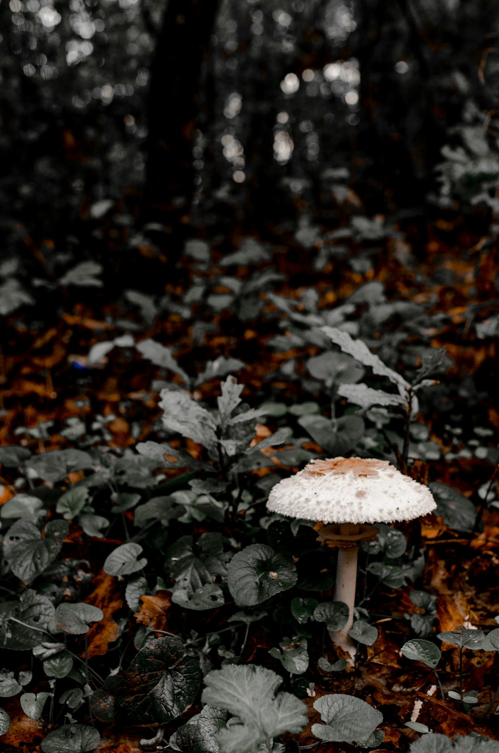 brown mushroom surrounded by dried leaves