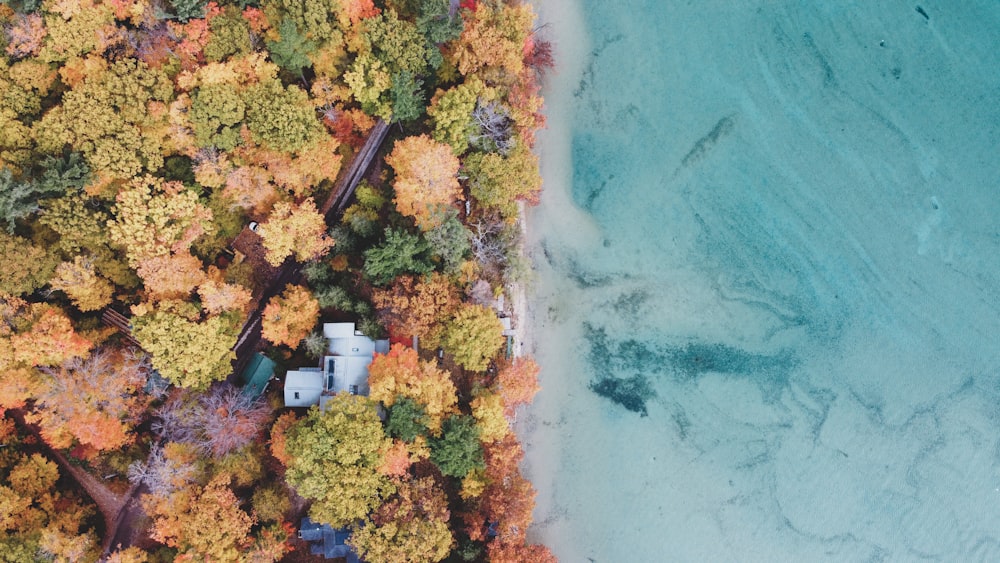 green and yellow trees near body of water