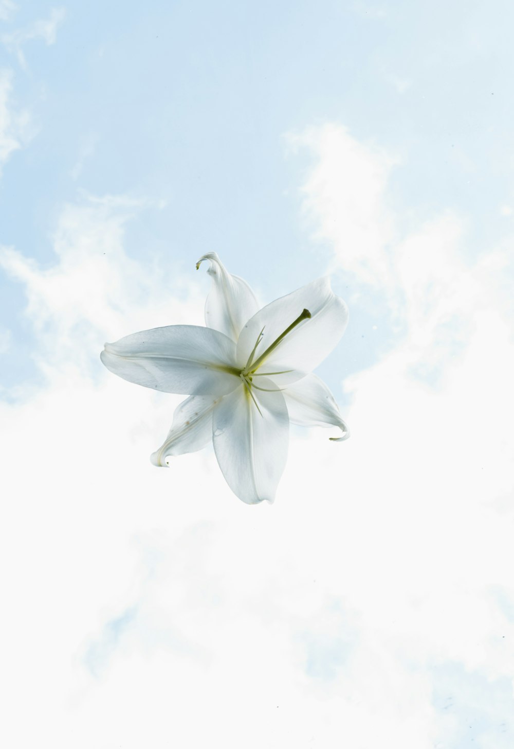 flor branca sob nuvens brancas durante o dia