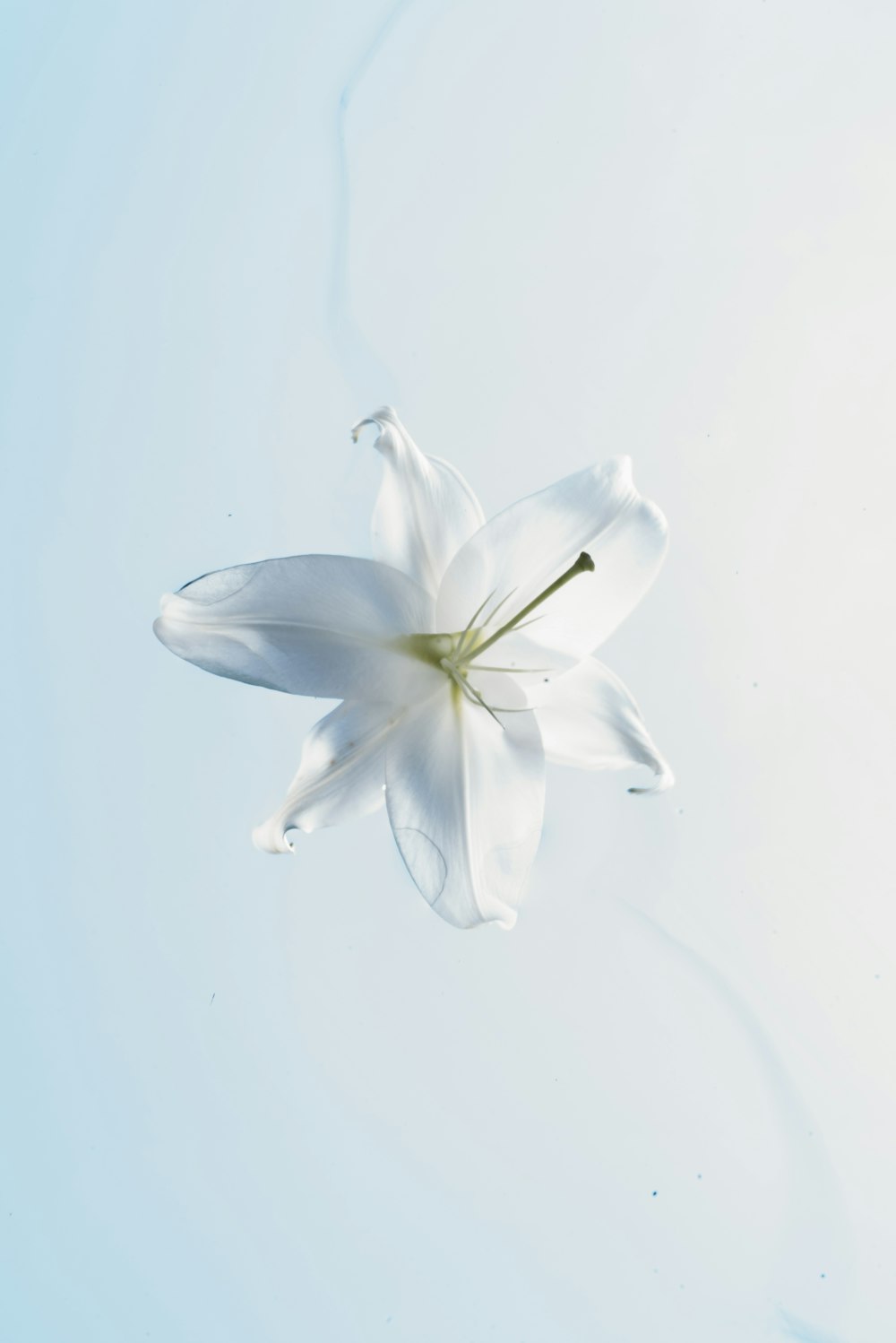 white and yellow flower in close up photography