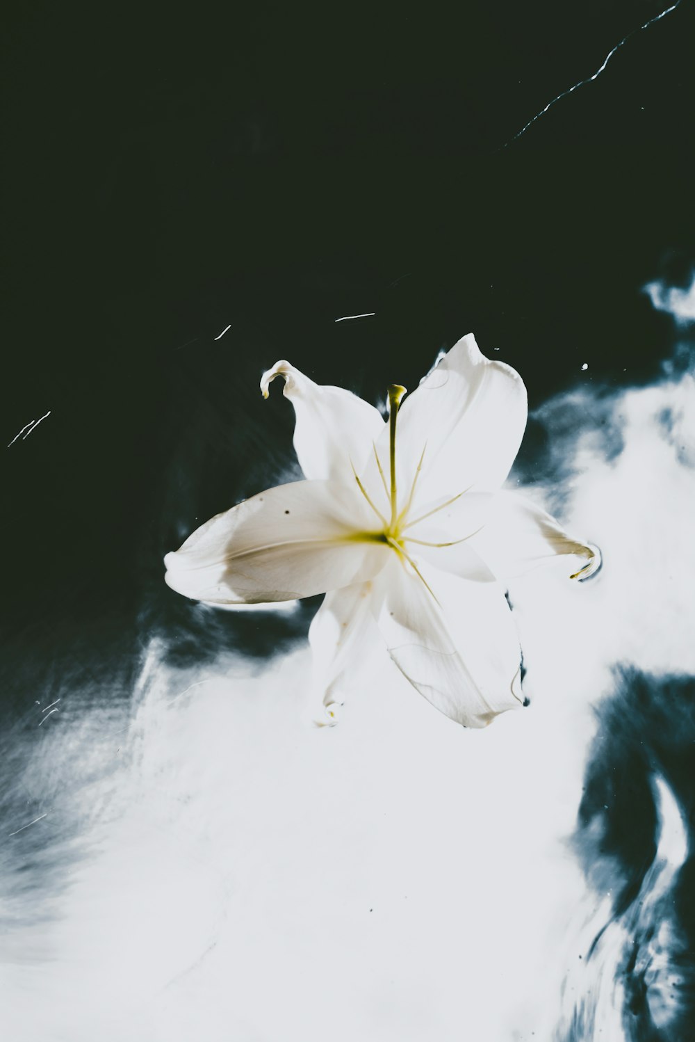 white and yellow flower on black surface