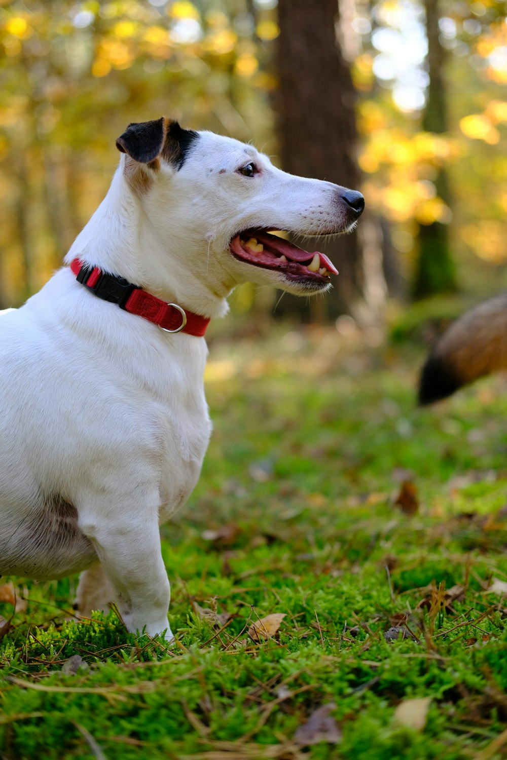 white and brown short coated dog on green grass field during daytime