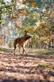 brown short coated dog on brown grass field during daytime