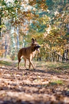brown short coated dog on brown grass field during daytime