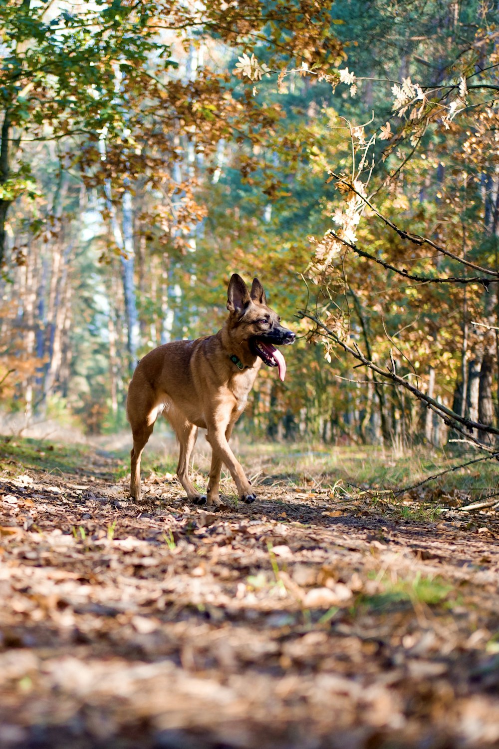 brown short coated dog on brown grass field during daytime