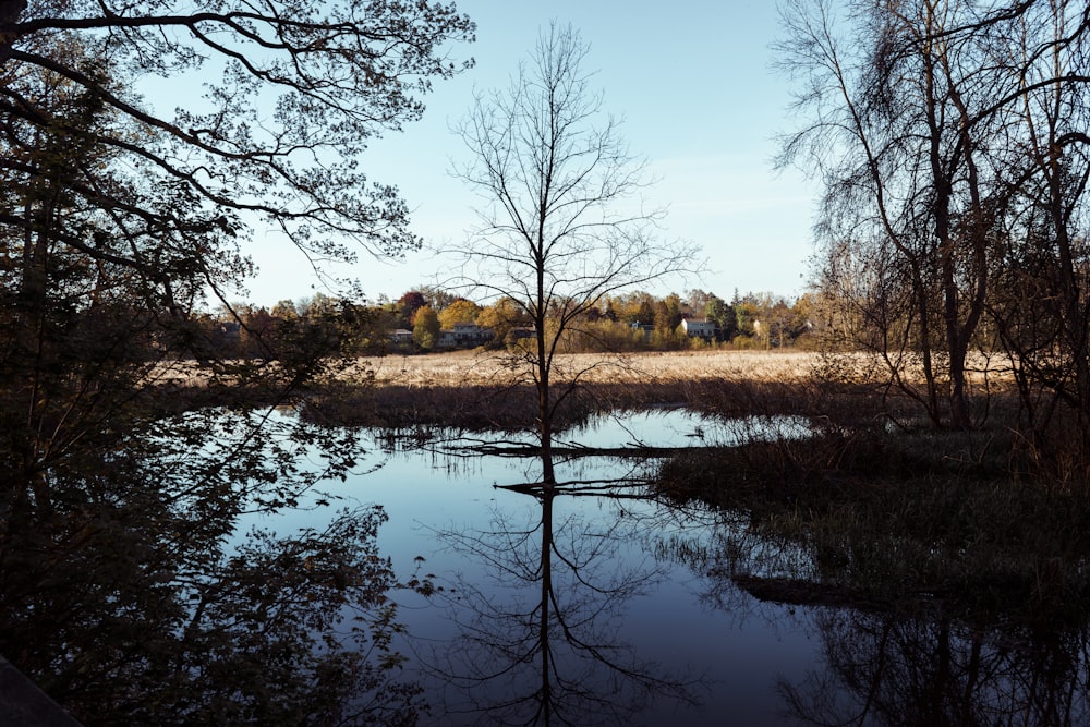 brown trees beside river under blue sky during daytime