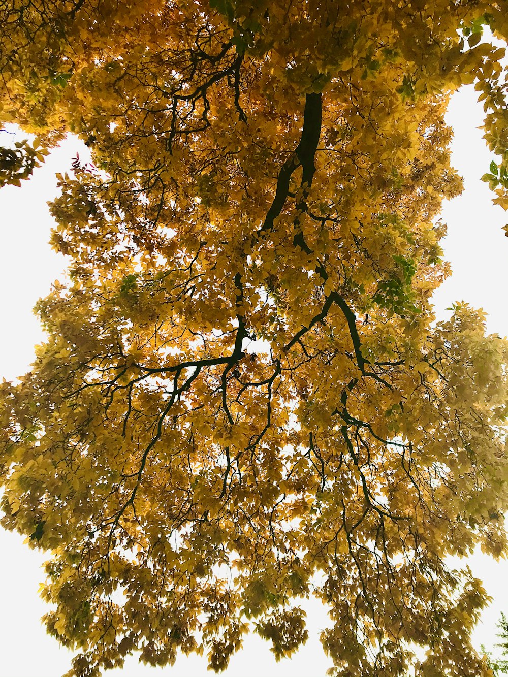 brown and green tree under blue sky during daytime