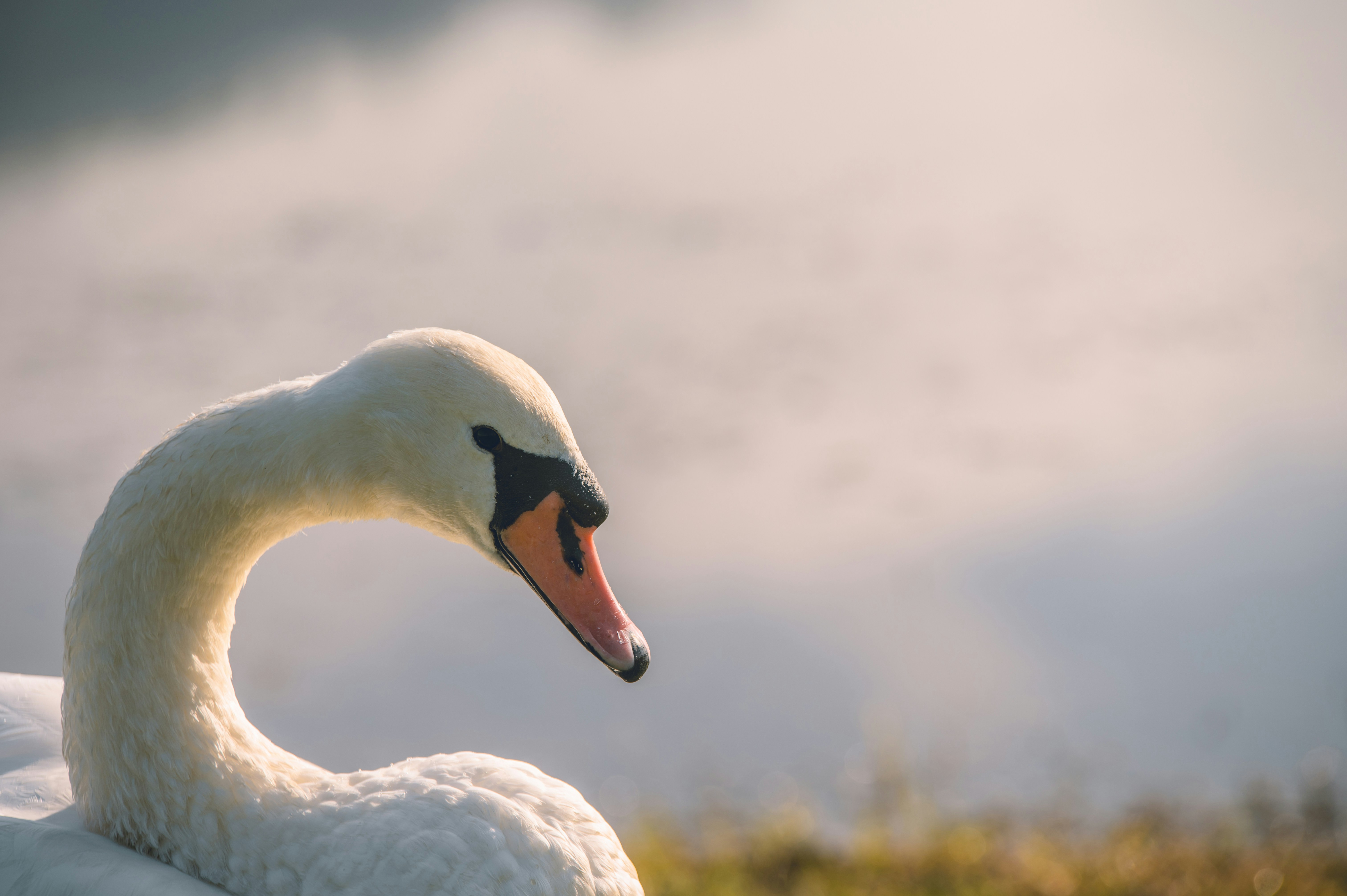 cygne blanc sur l’herbe verte pendant la journée