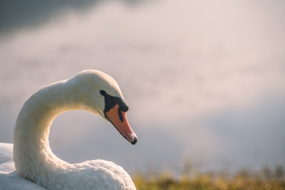 white swan on green grass during daytime