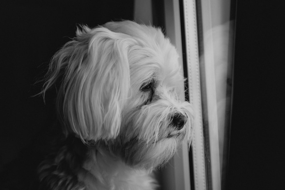 Foto en escala de grises de un perro de pelo largo mirando por la ventana