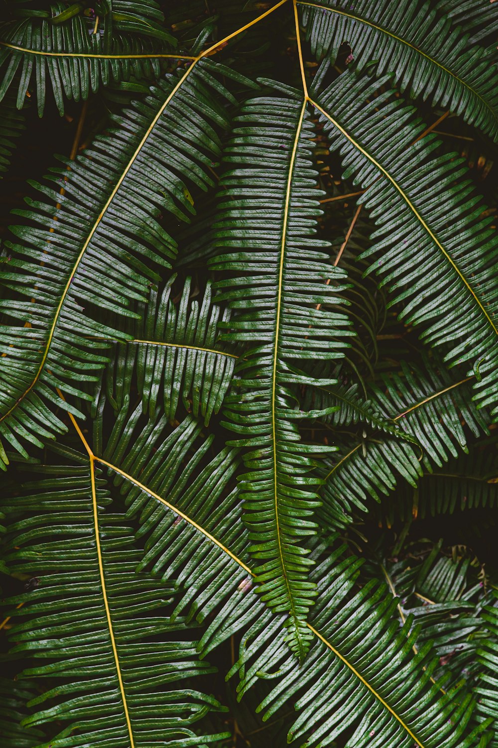 green palm plant during daytime