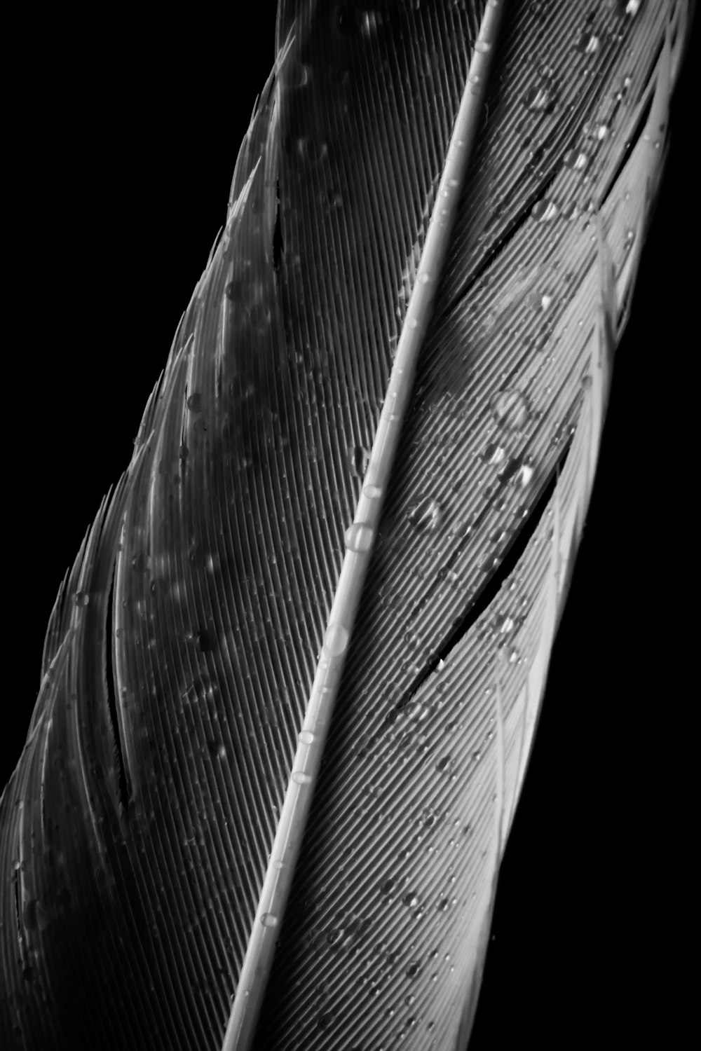 Foto Ilustración de plumas en blanco y negro – Imagen Gotas gratis en  Unsplash
