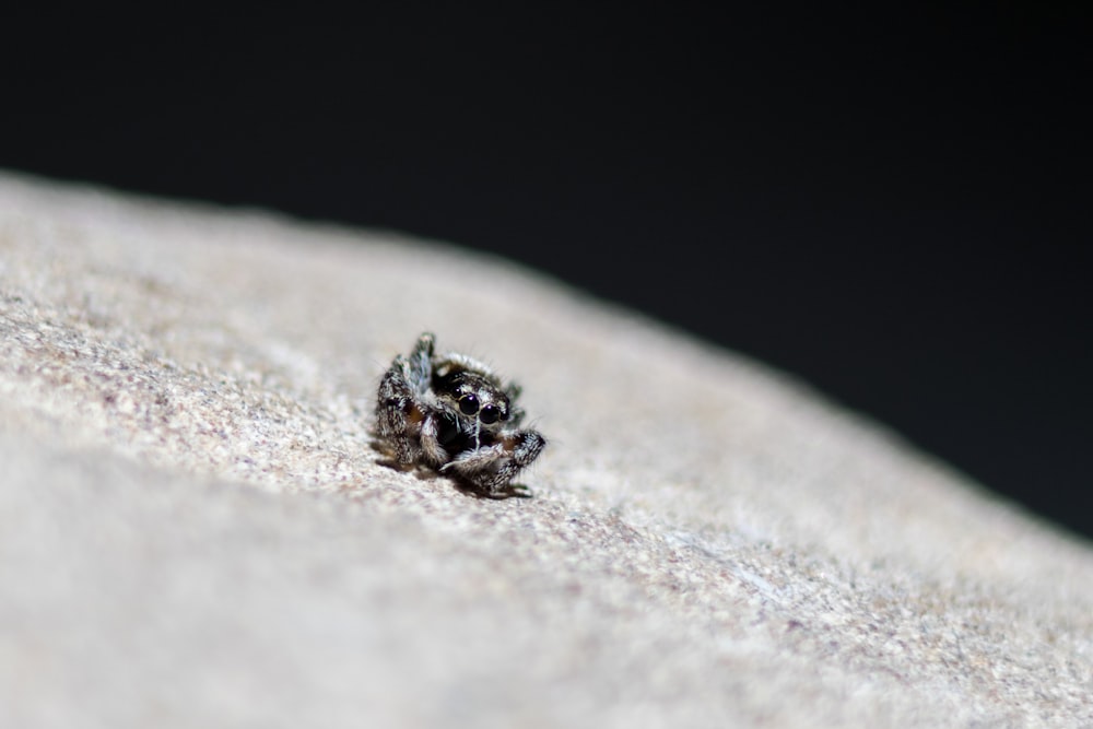 Brauner und grauer Frosch auf braunem Felsen