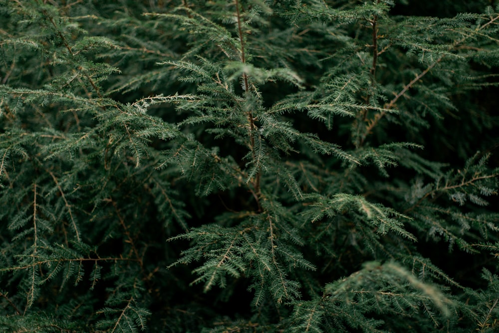 green pine tree during daytime