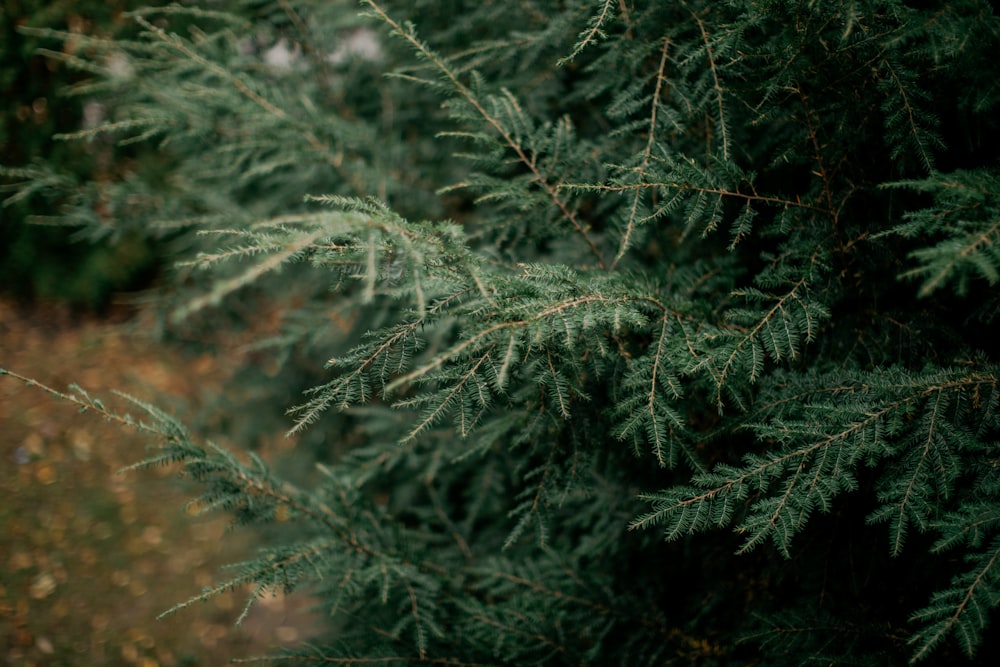 green pine tree during daytime