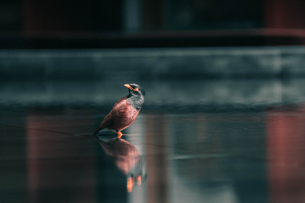 brown bird on water during daytime