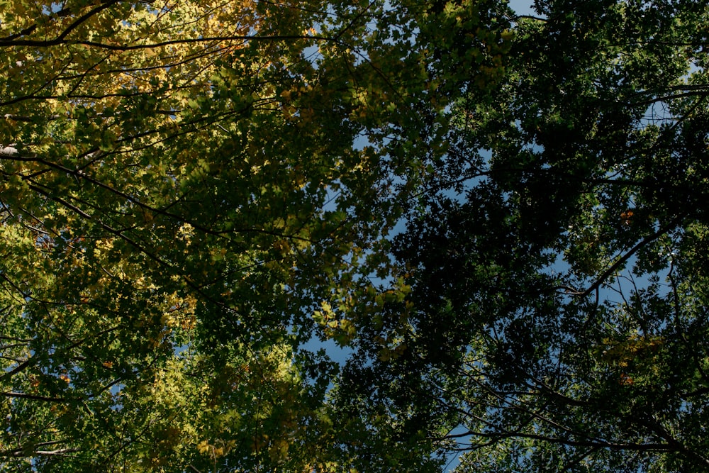 green tree under blue sky during daytime