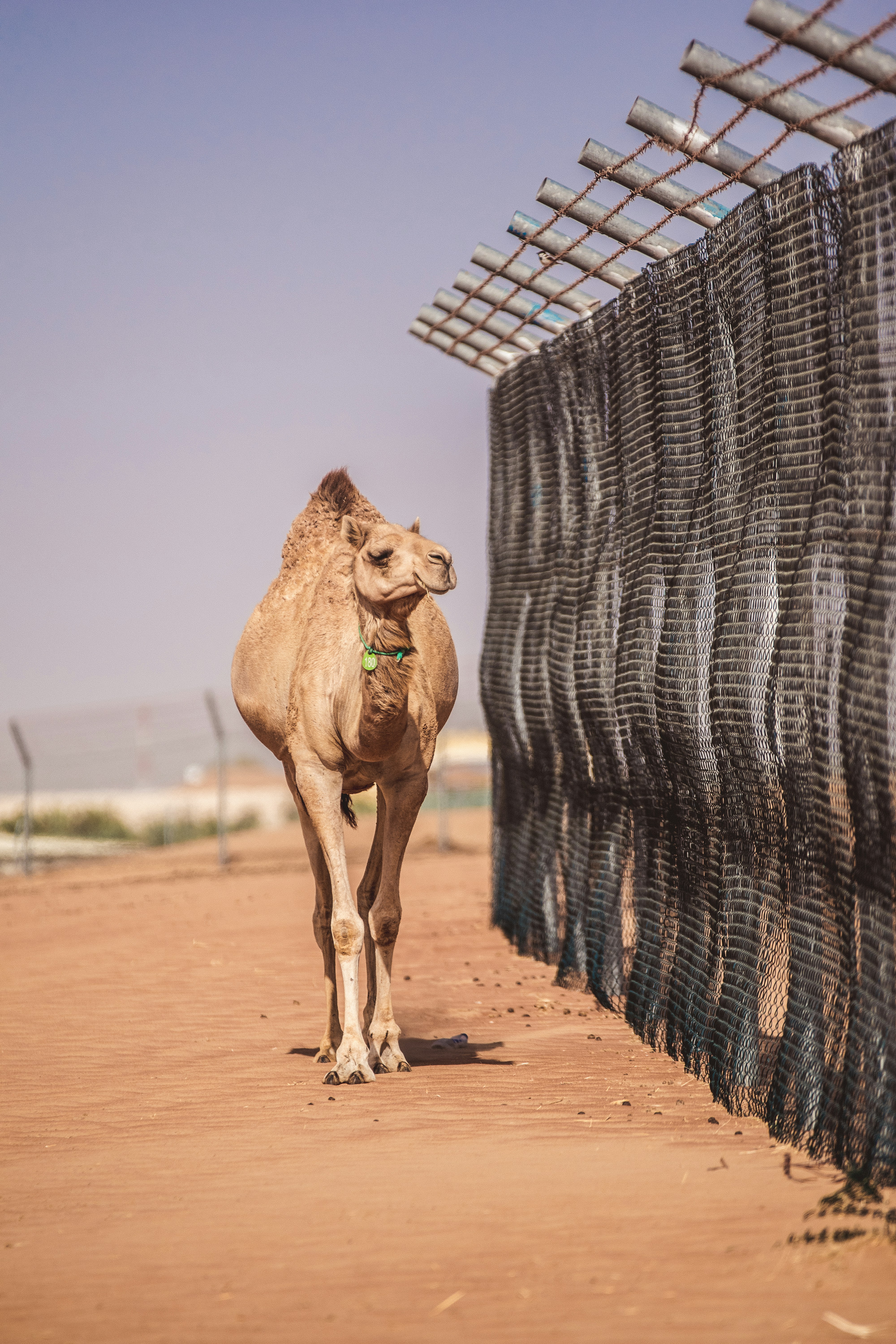 chameau brun près d’une clôture en métal gris pendant la journée