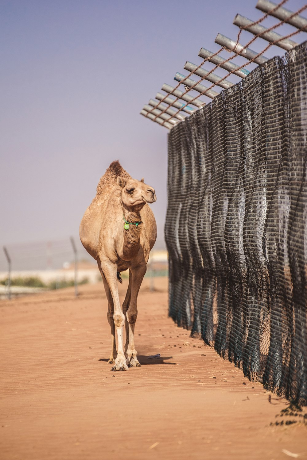 camello marrón cerca de una valla metálica gris durante el día