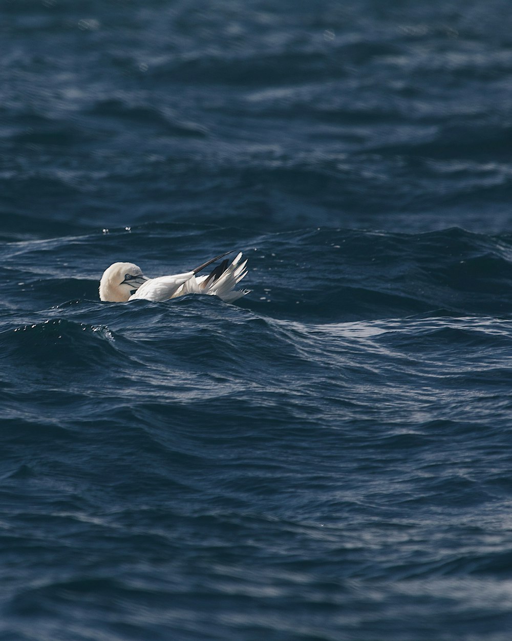 white swan on blue water during daytime