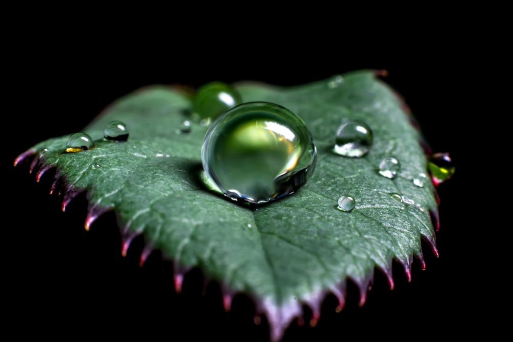 Wassertröpfchen auf grünem Blatt