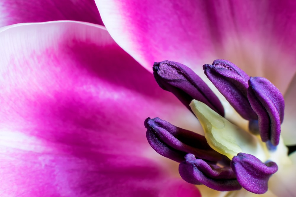 purple and white flower petals