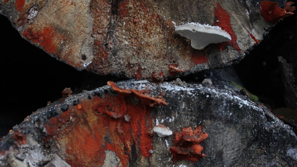 brown and gray wood log