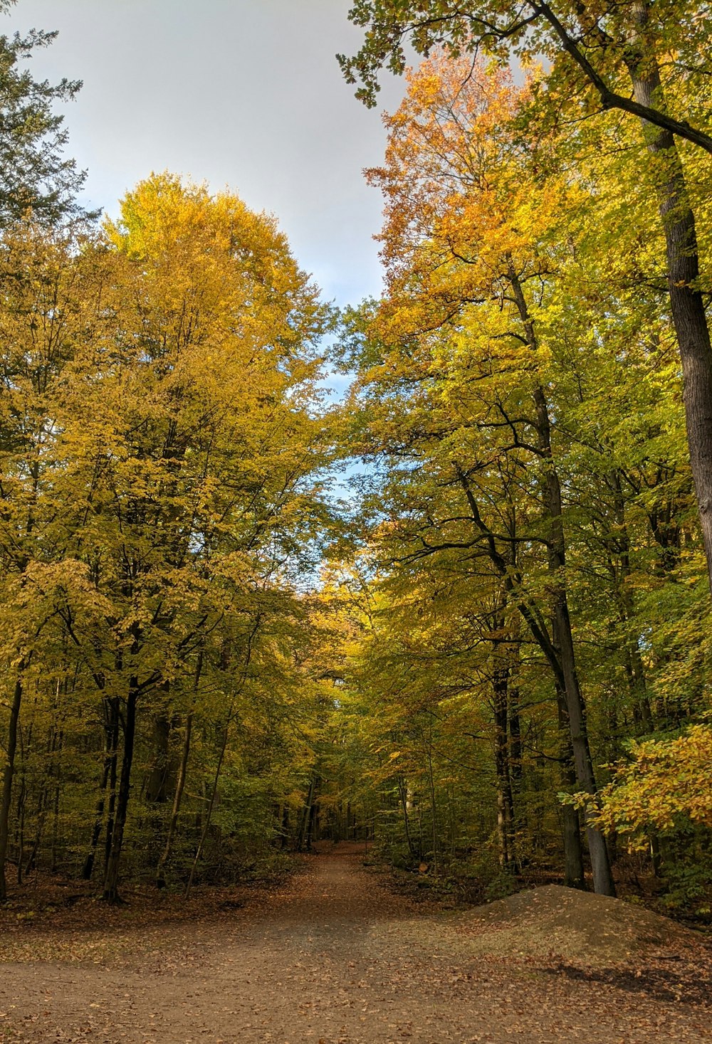 alberi verdi e gialli sotto il cielo blu durante il giorno