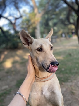 A light brown dog with large ears is being petted in a grassy outdoor area. The dog's tongue is out, and it appears to be content. An arm wearing a silver bracelet is visible, gently holding the dog. The background is blurred with trees and natural light filtering through.