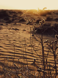 grayscale photo of plant on water