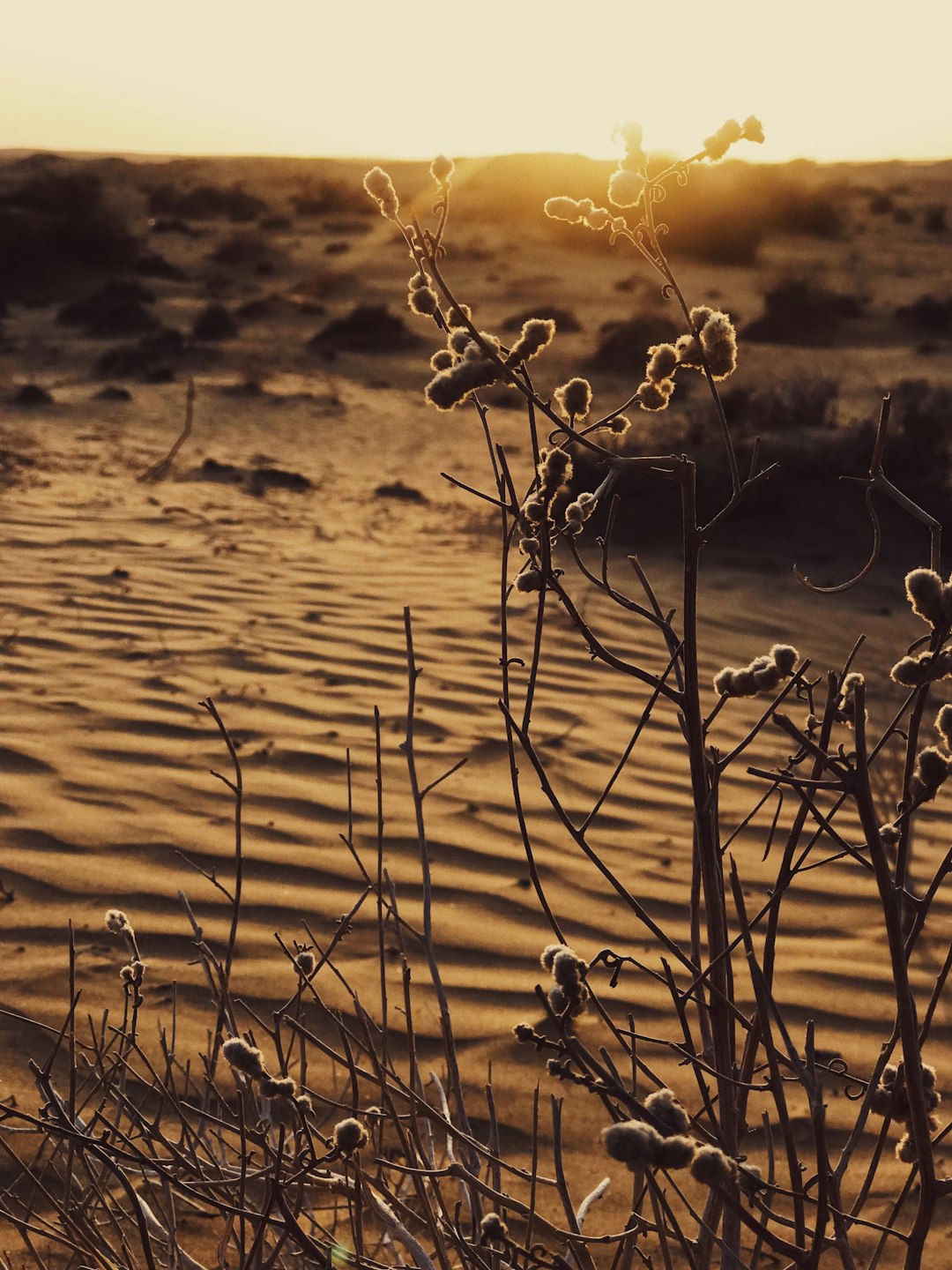 grayscale photo of plant on water