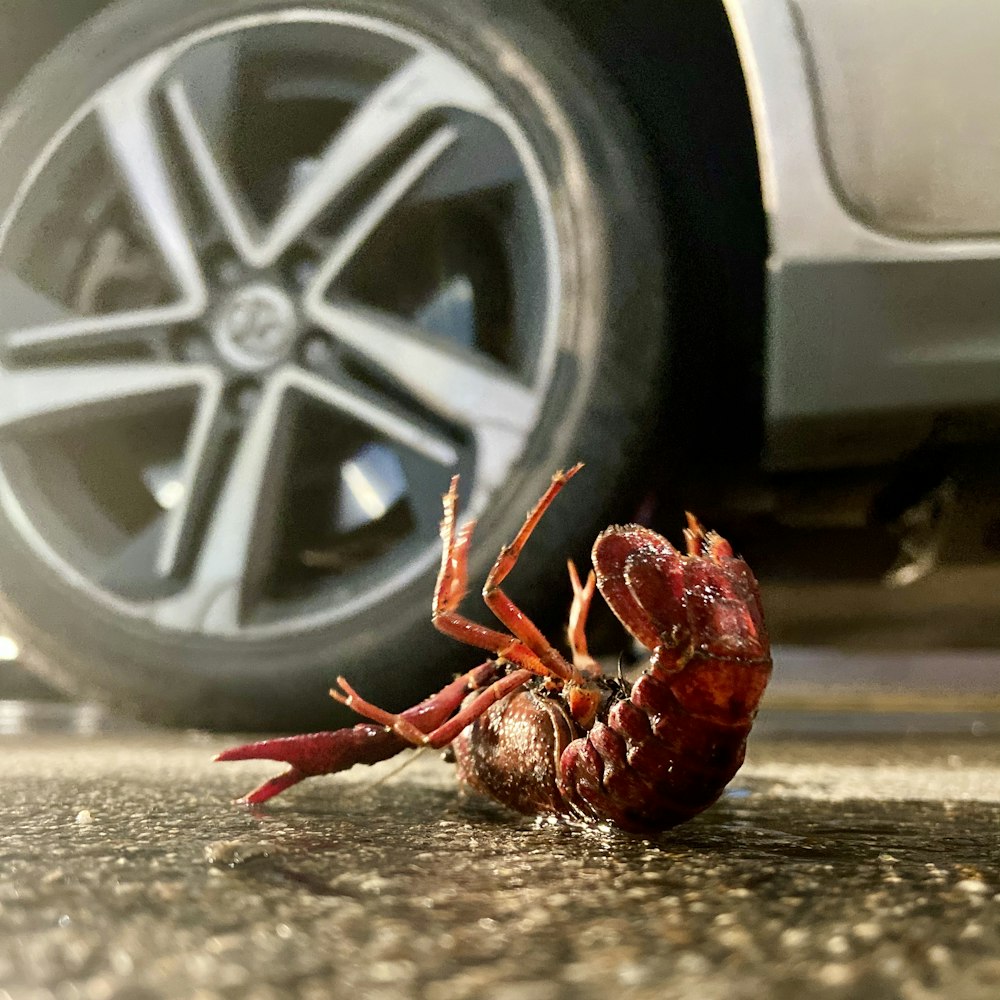 red crab on gray car