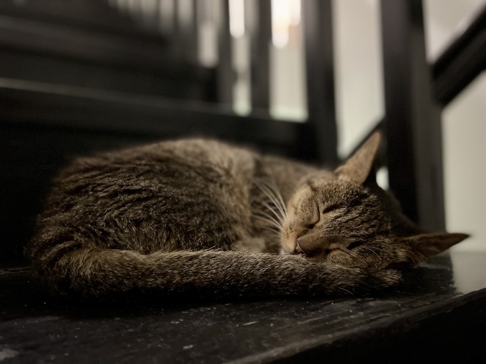 brown tabby cat lying on black wooden table