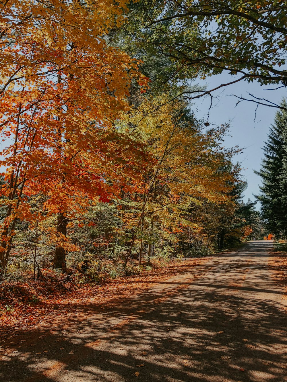 brown and green trees beside road during daytime