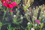 A freshly mulched garden bed with vibrant seasonal flowers in a Richmond residential yard.