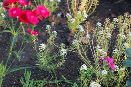 A vibrant garden bed freshly planted with native shrubs and flowers in a residential Auckland garden.