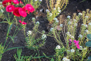 A freshly mulched garden bed with vibrant seasonal flowers in a Richmond residential yard.