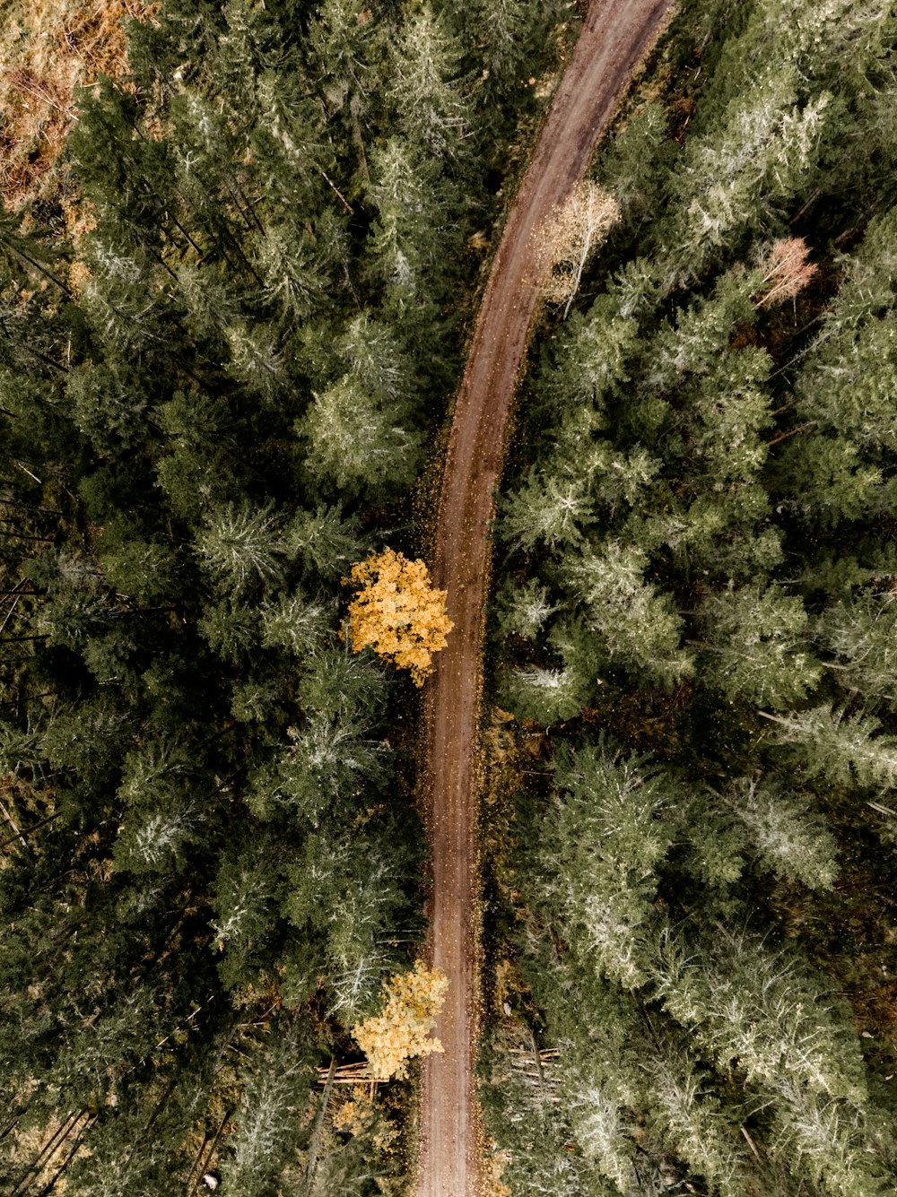 brown and white flower on green pine tree